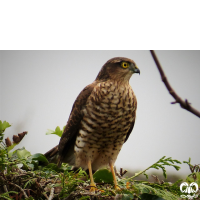 گونه پیغو Levant Sparrowhawk